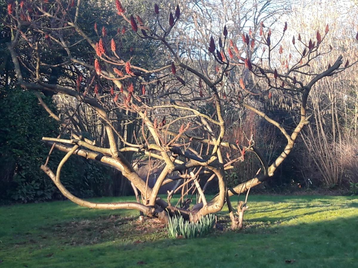 Un Grand Jardin En Ville. Chez Guy Uccle Dış mekan fotoğraf